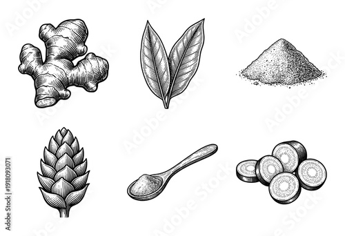 Vintage engraving style ginger root set featuring whole rhizome, sliced pieces, powder, leaves, and botanical flower bud on a clean white background.