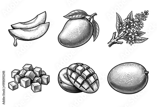 Vintage woodcut style mango fruit collection featuring whole fruit, sliced halves, cubes, and blossoming flowers in a black and white engraving.