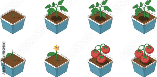 Tomato Plant Growth Stages Infographic From Seed to Harvest