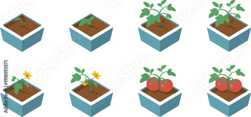 Tomato Plant Growth Stages Infographic From Seed to Harvest