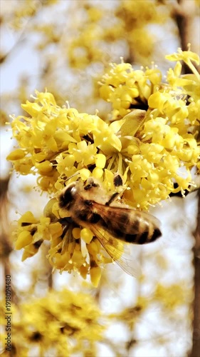 Cornelian cherry pollination