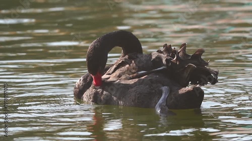 Black Swan preening feathers on calm water surface in native habitat range slow-motion