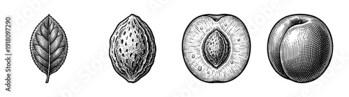 Vintage botanical engraving of a plum showing whole fruit, cross section, pit, and leaf in a detailed woodcut style.