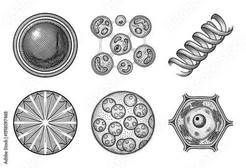 Set of vintage woodcut style biological illustrations featuring cells microorganisms and molecular structures in a detailed engraving aesthetic.