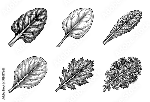 Collection of hand drawn engraving style leafy green vegetables including kale spinach and chard on a white background