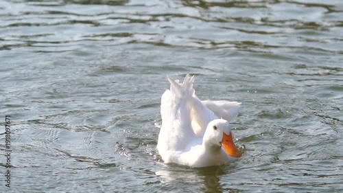 Duck foraging in shallow water with ripples in native habitat range slow-motion