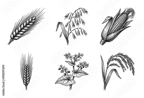 Hand drawn vintage engraving of cereal grains and agricultural crops including wheat, oats, corn, barley, buckwheat, and rice