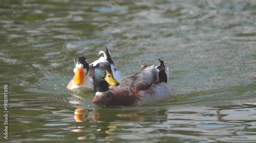 Ducks foraging underwater in a calm pond during daylight slow-motion