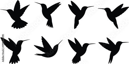 Hummingbird silhouette set showing different flying positions and wing shapes. Black bird vector illustration collection isolated on white background for nature and wildlife design.