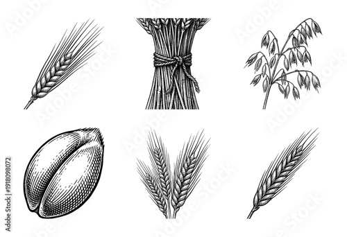 Vintage engraving collection of cereal grain stalks including wheat barley oats and rye ears with a single seed kernel in woodcut style
