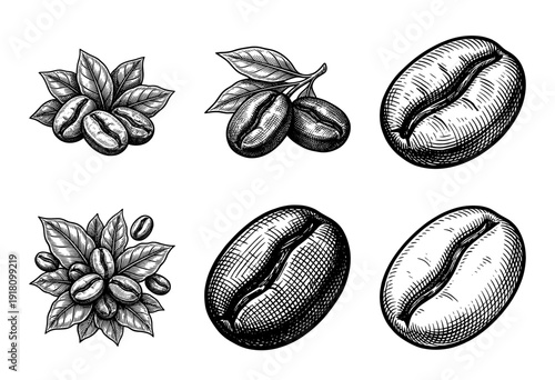 Set of coffee bean and leaf illustrations in a vintage woodcut engraving style featuring various botanical arrangements and individual roasted beans.