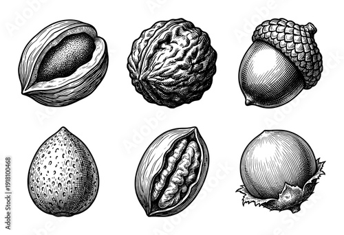 Vintage style engraving collection of various nuts including walnut almond hazelnut acorn and pecan in black and white woodcut illustration