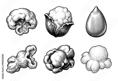 Set of popcorn kernels and puffed corn snacks in a vintage woodcut engraving style including raw seed and fully expanded pieces.