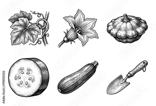 Vintage engraving collection of zucchini and summer squash botanical elements including flowers, leaves, sliced fruit, and gardening trowel