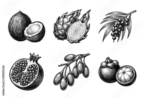 Vintage engraving style collection of exotic tropical fruits including coconut dragon fruit acai pomegranate goji berry and mangosteen