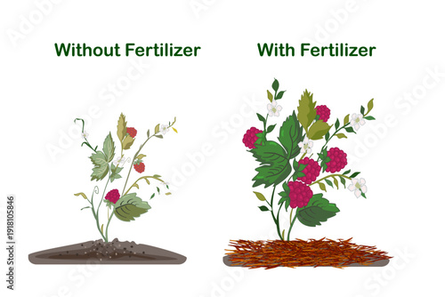 Comparison of plant growth with and without fertilizer. Two raspberry bushes, of stunted plant grown without fertilizer versus lush, fruit bearing bush enhanced by soil nutrients. Vector illustration