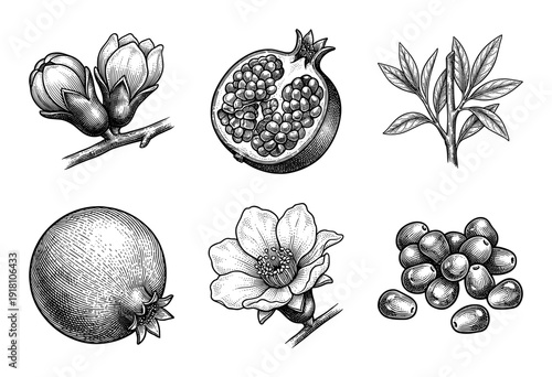 Vintage botanical pomegranate collection featuring hand drawn engraving style illustrations of whole fruit cross sections seeds flowers and leaves