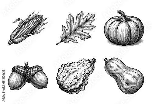 Set of autumn harvest botanical illustrations featuring corn pumpkin acorns and squash in a classic black and white woodcut engraving style