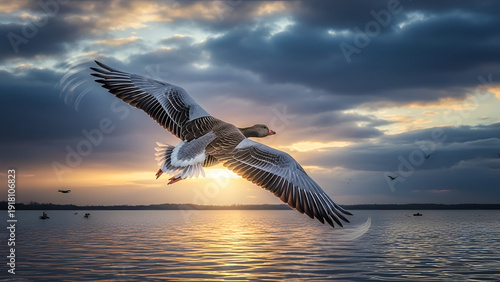 Grey bird flying over calm water at sunset with other birds in the background