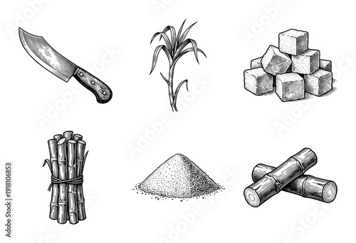 Vintage engraving style sugarcane production set featuring stalk bundles, raw sugar crystals, cubes, and harvest knife illustrations.