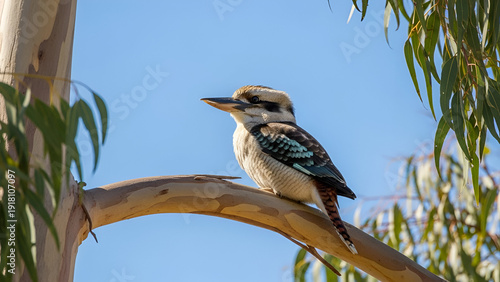Kookaburra perched on a tree branch against blue sky