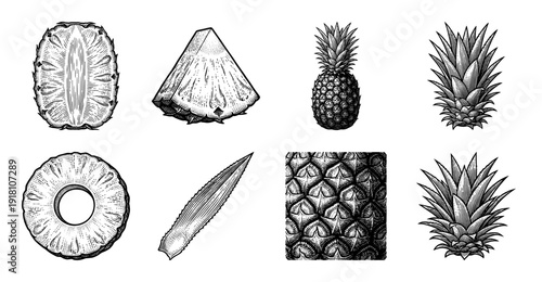Vintage pineapple botanical collection featuring whole fruit, cross sections, slices, and textured skin patterns in a detailed black and white woodcut engraving style.