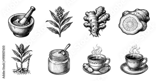 Vintage engraving style collection of ginger root botanical illustrations including plant sketches powder jars and herbal tea cups