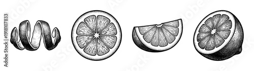 Vintage style botanical illustration of citrus fruit featuring lemon peel twist, cross section, wedge, and half fruit in a black and white woodcut etching aesthetic.
