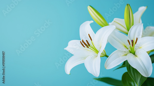 White lily flowers isolated on a blue background. Spring floral arrangement with copy space for text. Template for a greeting card or banner