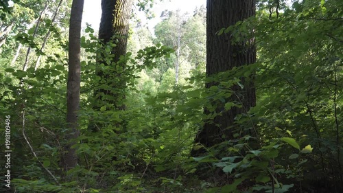 Wallpaper Mural Shady, dense forest with large deciduous tree trunks and lush green foliage on a calm, sunny summer day. Sunlight filters through the canopy, creating a mysterious woodland atmosphere.  Torontodigital.ca