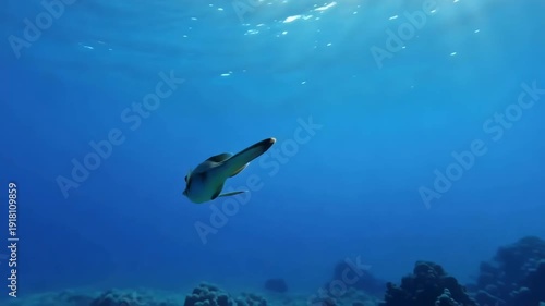 Wallpaper Mural Swimming batfish exploration in clear blue ocean water near coral reefs with sunbeams filtering through the surface Torontodigital.ca