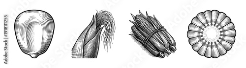 Vintage engraving style corn botanical illustration set featuring a single kernel, husks with silk, a bundle of cobs, and a cross section of maize.