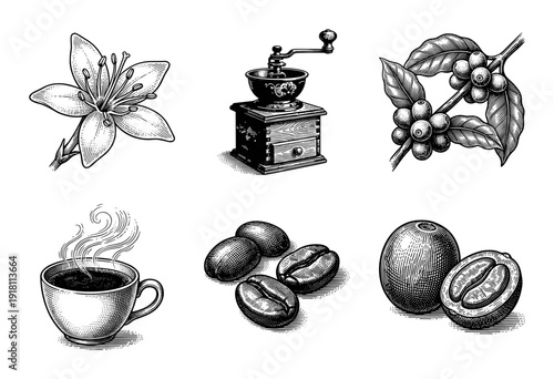 Vintage engraving collection of coffee plant elements featuring blossoms, berries, manual grinder, roasted beans, and a steaming cup of espresso.