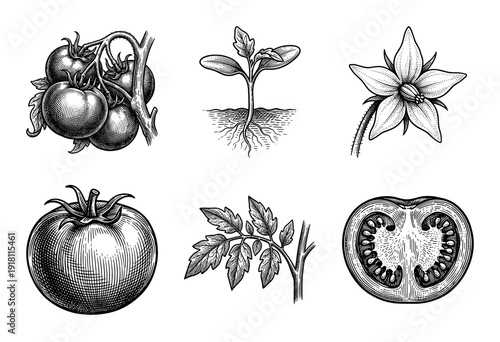 Vintage tomato botanical illustration collection featuring hand drawn engraving style sketches of fruit, seedling, flower, leaves, and cross section