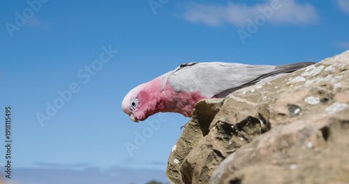 Galah Pink and Grey Cockatoo Australian Birds
