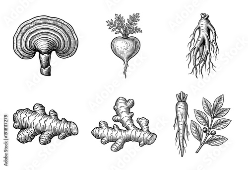 Collection of hand drawn engraving style sketches featuring medicinal roots herbs and mushrooms for botanical and wellness design