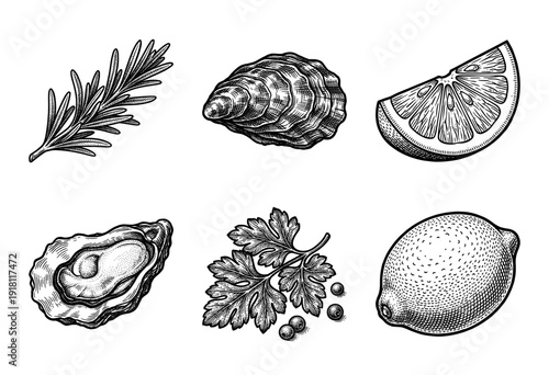 Vintage woodcut style collection of fresh oysters with lemon wedges and aromatic herbs