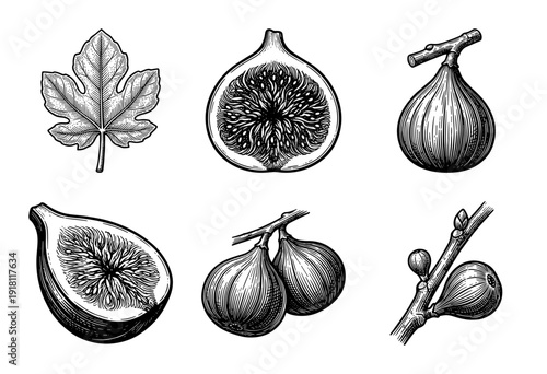 Vintage style botanical illustration set of figs featuring whole fruit cross sections leaves and branches in a black and white woodcut engraving aesthetic