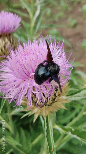 Violet carpenter bee (Xylocopa violacea) feeding on nectar of a Leuzea flower in summer.