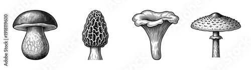 Vintage engraving style collection of edible and wild mushrooms featuring porcini morel chanterelle and parasol varieties in a monochrome woodcut illustration.