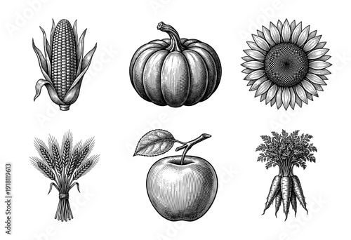 Vintage woodcut style collection of autumn harvest crops featuring corn pumpkin sunflower wheat apple and carrots in black and white engraving