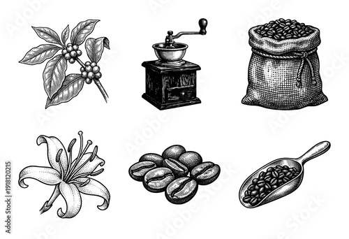 Vintage coffee production collection featuring botanical sketches of plants and beans with a manual grinder and burlap sack in woodcut style.