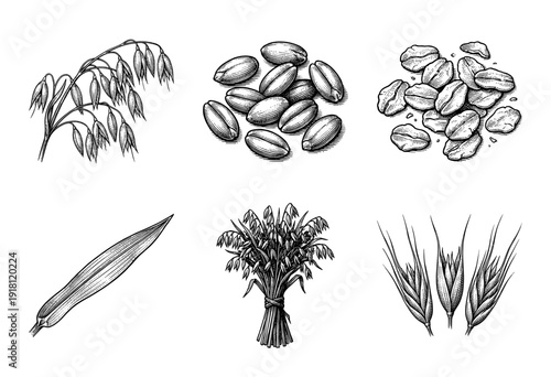 Vintage engraving style oat plant illustrations featuring seeds, flakes, ears, and stalks for botanical and agricultural design.