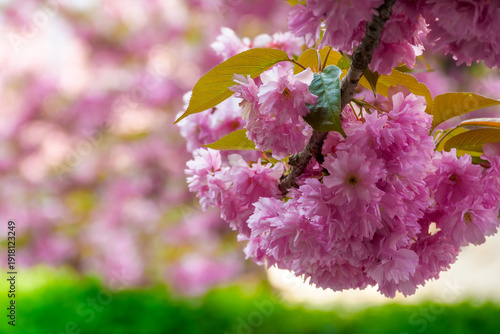Fototapeta pink sakura in full bloom on a sunny day