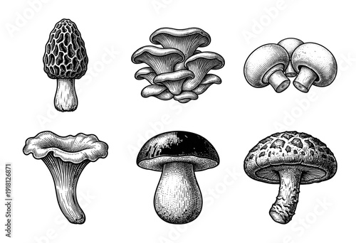 Collection of edible and forest mushroom species in vintage woodcut etching style featuring morel oyster chanterelle and porcini illustrations.