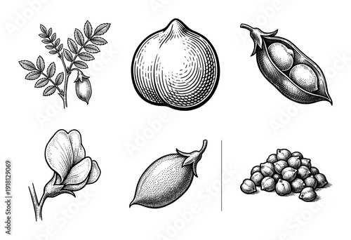 Vintage engraving style chickpea botanical illustration set featuring plant stems, flowers, organic seed pods, and raw garbanzo beans in a detailed monochrome woodcut aesthetic.