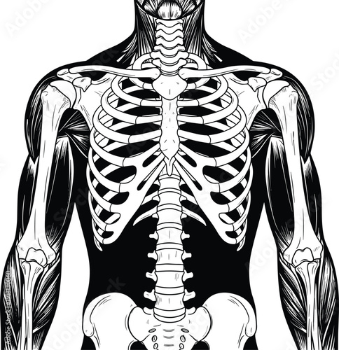 Black and white vector illustration of a human skeletal system showing the rib cage spine and arm bones for medical education and anatomy brandingBlack and 