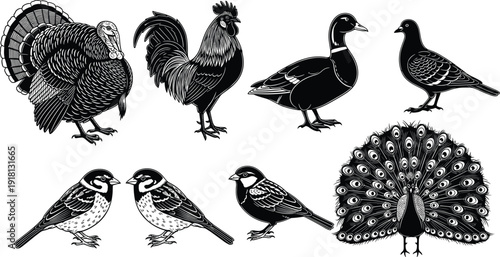 Black vector silhouette set of diverse birds including turkey rooster duck pigeon sparrows and peacock for farm poultry nature wildlife and animal park branding