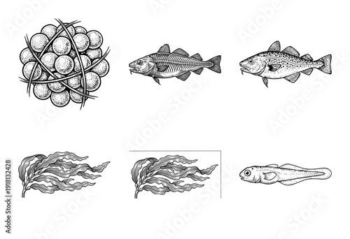 Vintage style engraving collection of cod fish life cycle stages including eggs atlantic cod skeleton kelp seaweed and juvenile fry