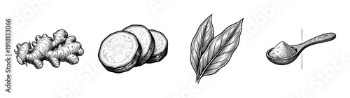 Set of hand drawn ginger root illustrations featuring whole rhizome, sliced pieces, fresh leaves, and ground spice powder in a wooden spoon.